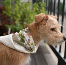 Load image into Gallery viewer, Bandana | Foraging Field Reference