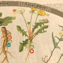 Load image into Gallery viewer, Bandana | Foraging Field Reference